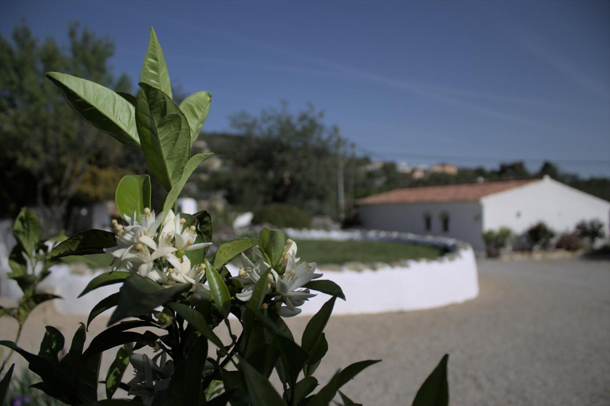 Cosy Farmhouse Quinta Da Eira 140 Years Old Loulé Exterior foto